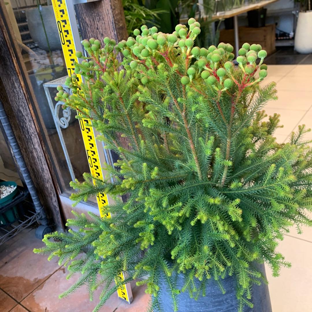 バーゼリア ラヌギノーサ ファイバー鉢