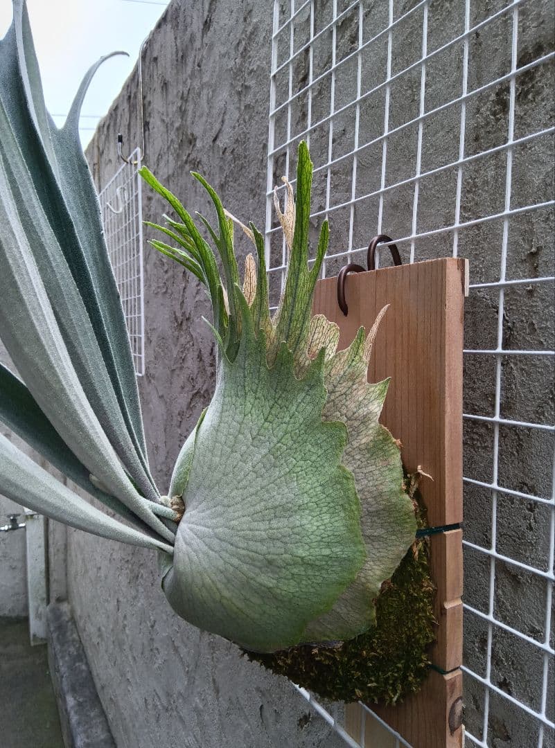 ビカクシダ p.veitchii auburn 　ベイチー