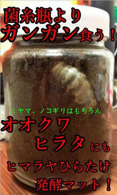 幼虫が巨大化します！ヒマラヤひらたけ発酵マット☆産卵にも抜群！クヌギ100%原料