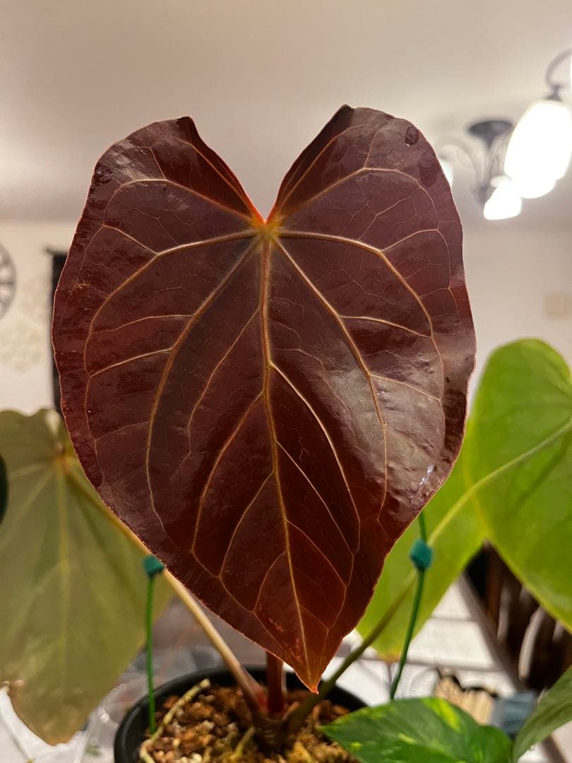 【潤☆】Anthurium'Red Dark Phoenix'