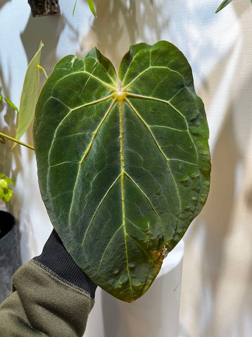 【潤☆】Anthurium'Red Dark Phoenix'