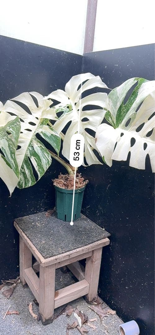 ぱ*に様 斑入りモンステラ ホワイトタイガー極美大株53cm白斑多