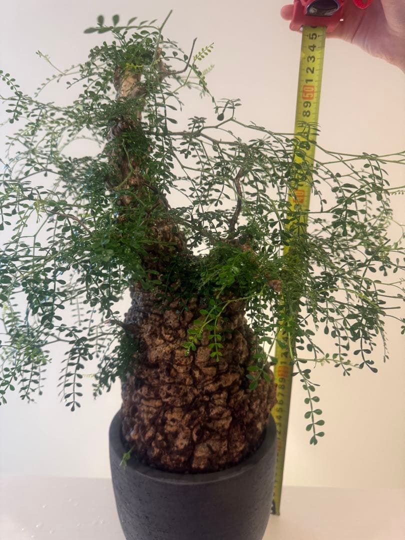 インボイス発行可 オペルクリカリア パキプス 幹幅16㎝ 発根済み 三州みやび鉢