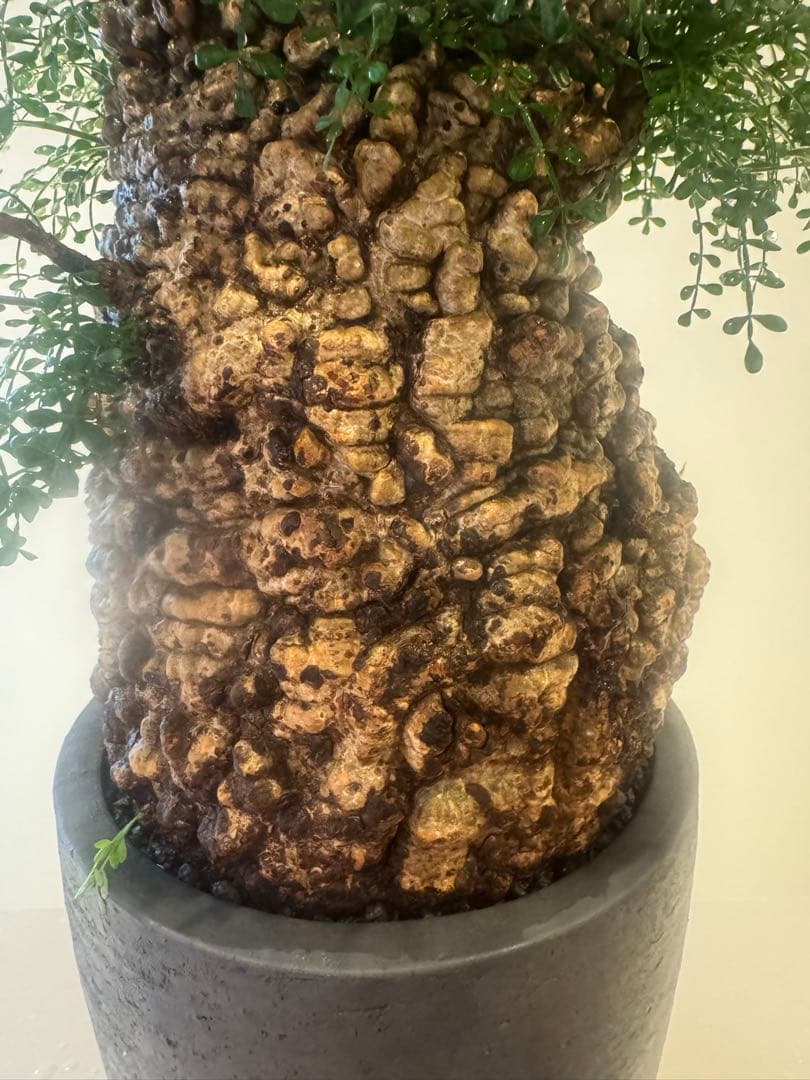 インボイス発行可 オペルクリカリア パキプス 幹幅16㎝ 発根済み 三州みやび鉢