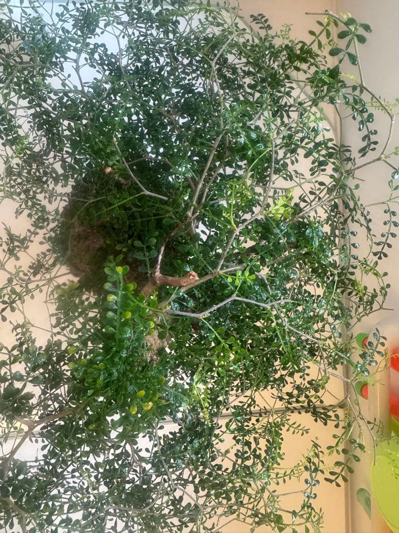 インボイス発行可 オペルクリカリア パキプス 幹幅16㎝ 発根済み 三州みやび鉢