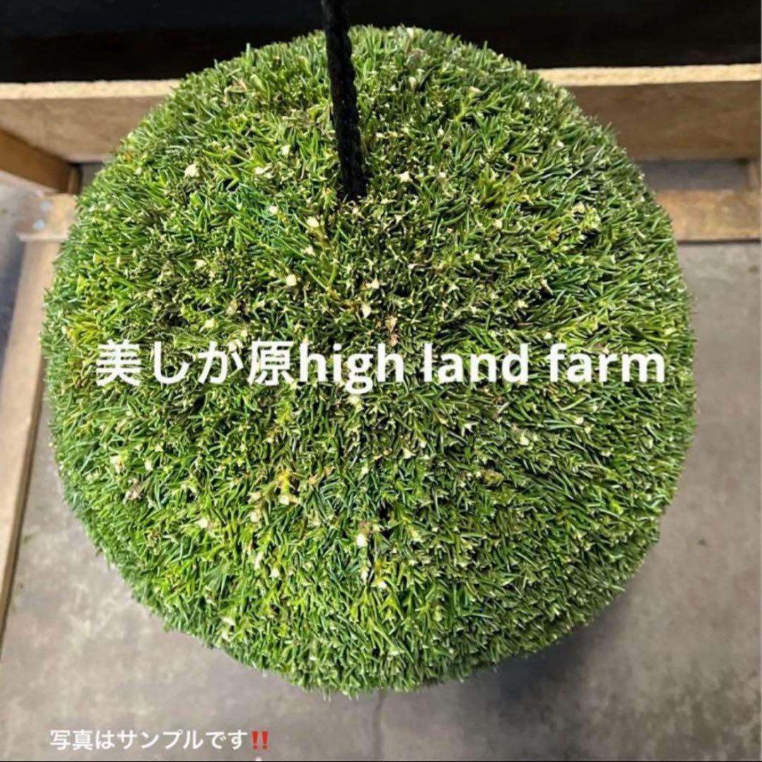 杉玉　約３０センチ‼️縁起物　丸くて幸せ　家族円満♪