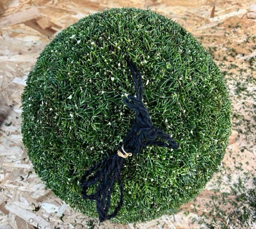 杉玉　約３０センチ‼️縁起物　丸くて幸せ　家族円満♪