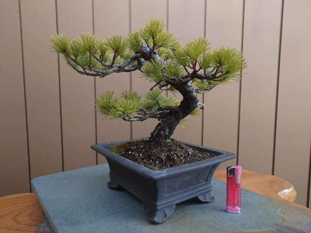 盆栽　五葉松　樹高26cm