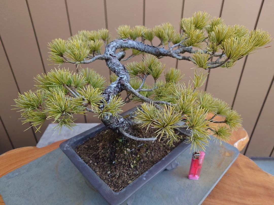 盆栽　五葉松　樹高26cm