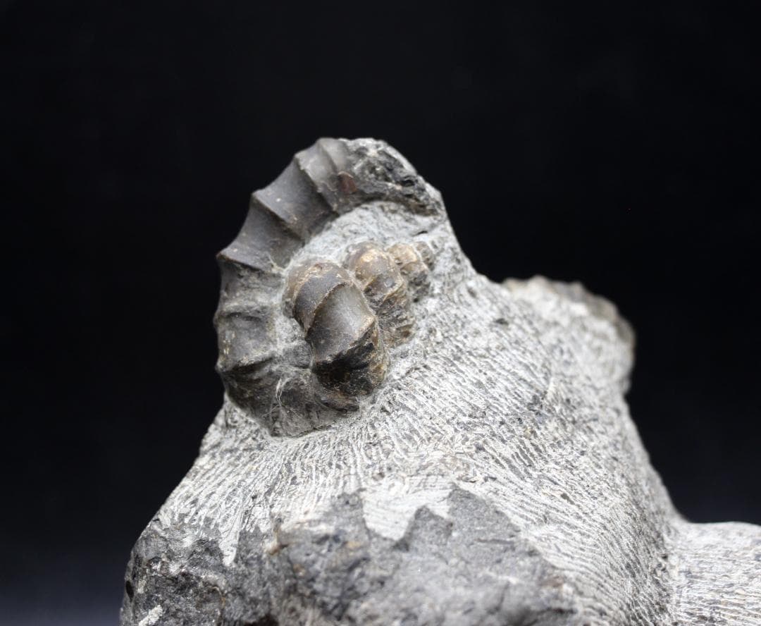 【限定値下げ中】博物館級 異常巻 アンモナイト 7化石密集 アイノセラス 高品質