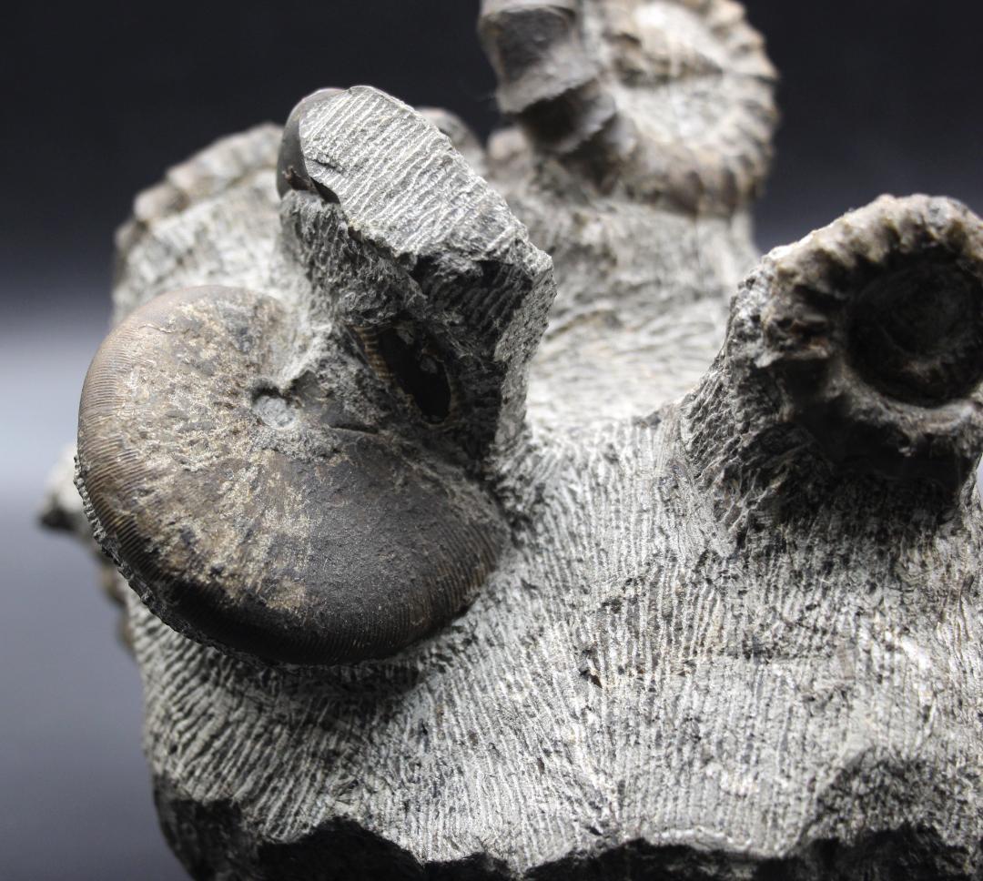 【限定値下げ中】博物館級 異常巻 アンモナイト 7化石密集 アイノセラス 高品質