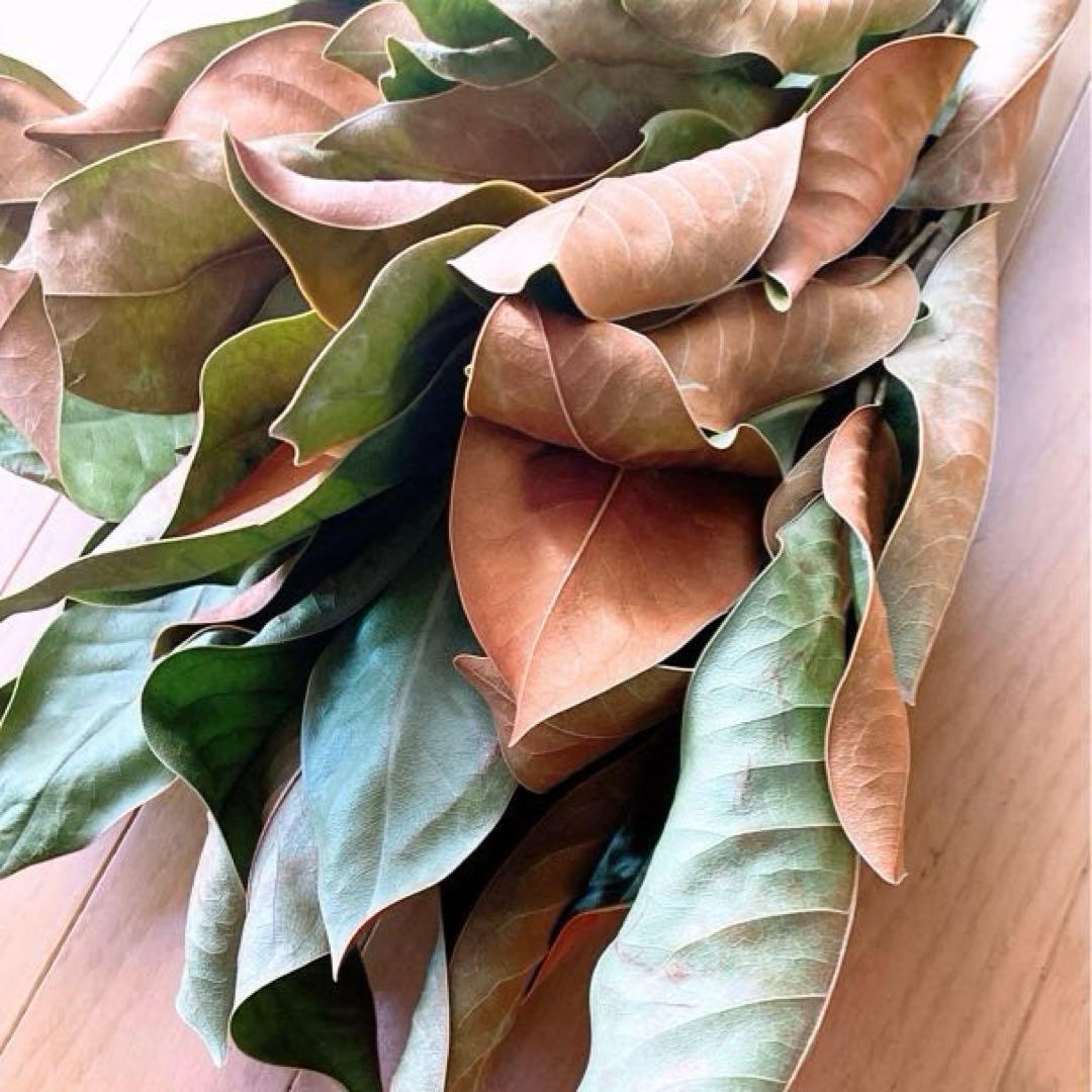 ドライフラワー❇️マグノリア❣️枝長め