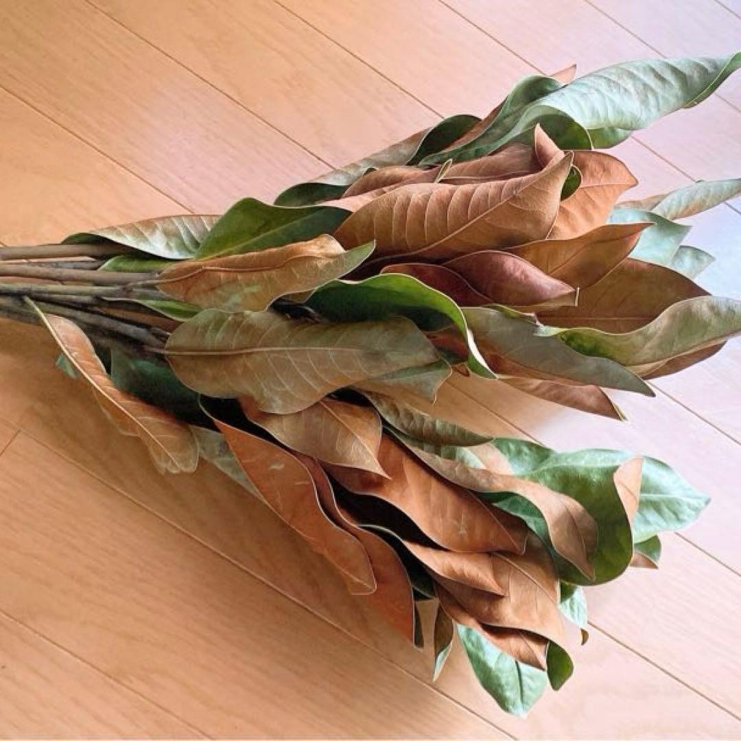 ドライフラワー❇️マグノリア❣️枝長め