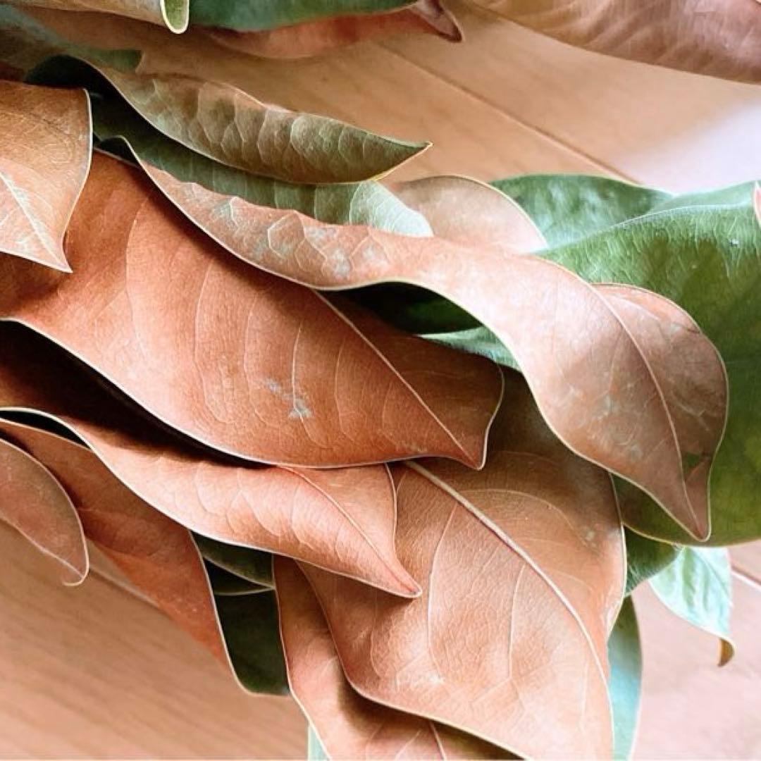 ドライフラワー❇️マグノリア❣️枝長め