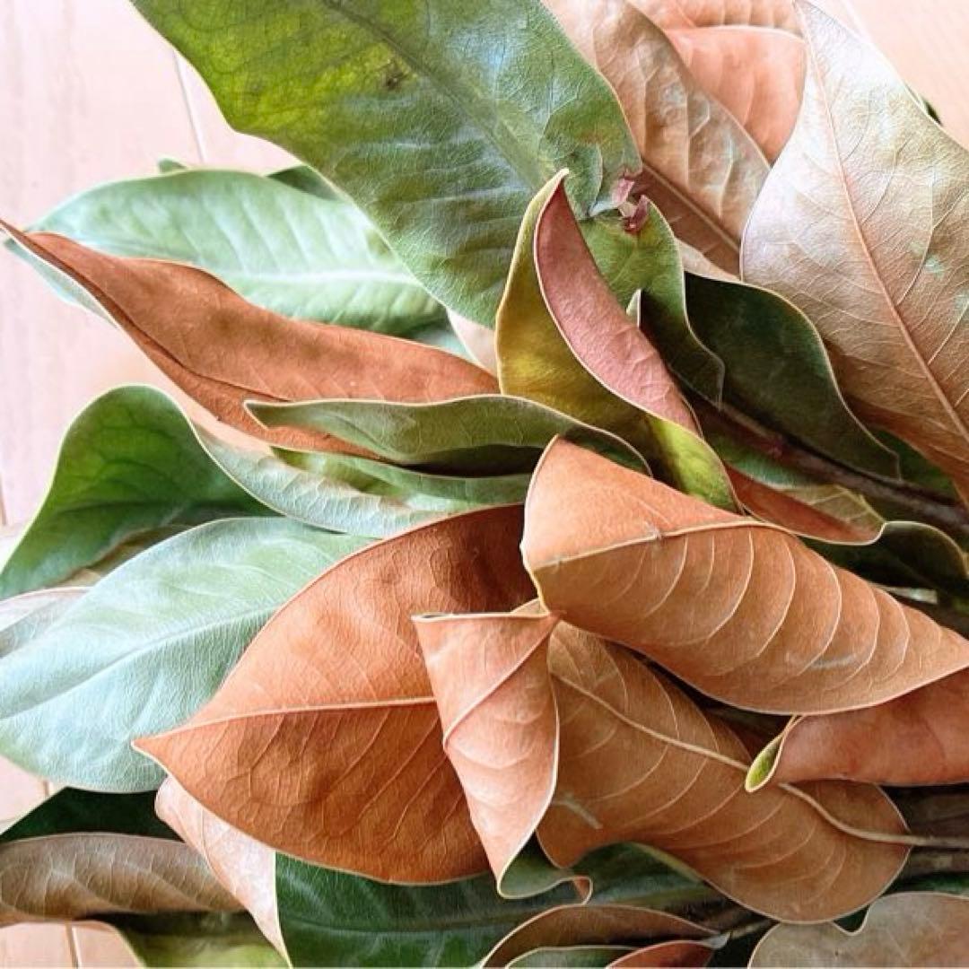 ドライフラワー❇️マグノリア❣️枝長め