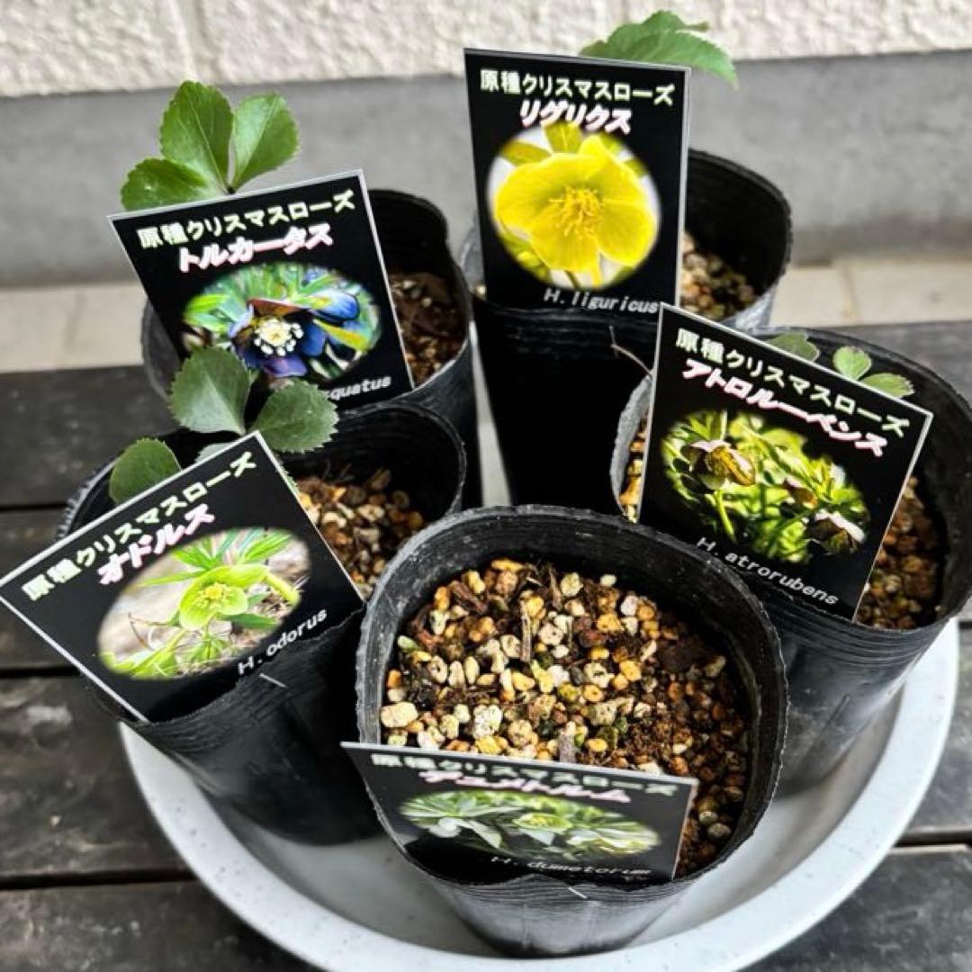 クリスマスローズ　原種　アトロルーベンス　デュメトルム　など　交配