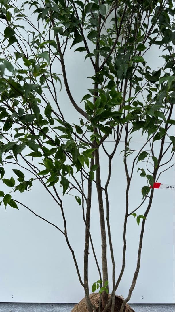 美しい樹形が魅力的 山採り ハイノキ 株立 641 樹高2.0m位 高級樹