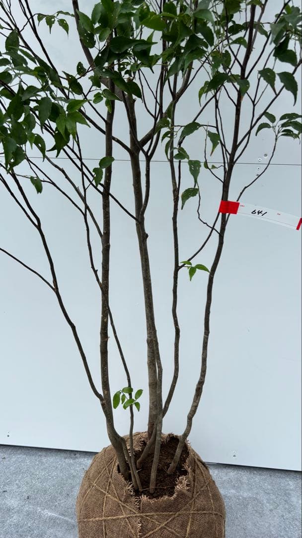 美しい樹形が魅力的 山採り ハイノキ 株立 641 樹高2.0m位 高級樹