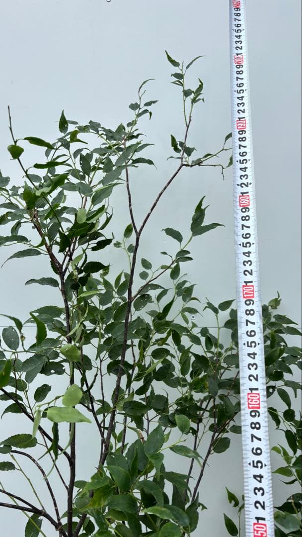 美しい樹形が魅力的 山採り ハイノキ 株立 641 樹高2.0m位 高級樹