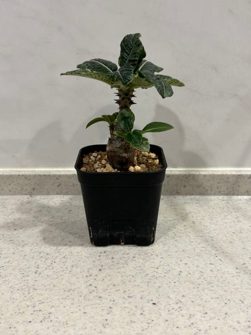 ⑧ パキポディウム ウィンゾリー 実生 国内繁殖個体