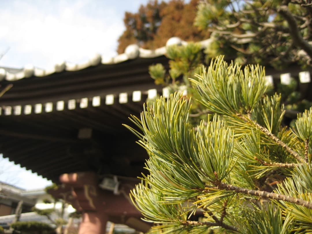 実写美⭕️美品【動作確認済み】Canon IXY DIGITAL 10 デジカメ