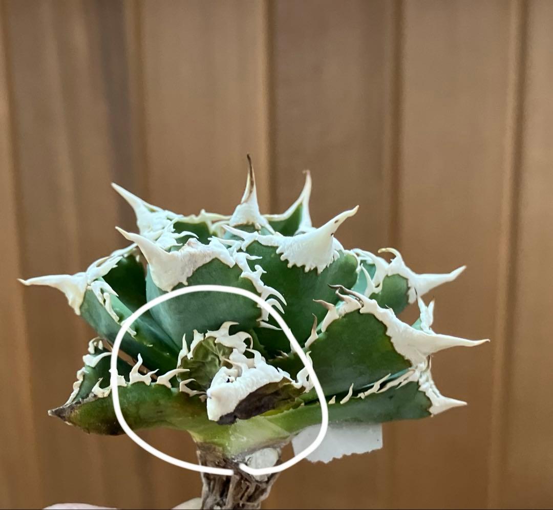 【オークション】13 ラスト1株　優秀　アガべ　白豪刺　白豪棘　TC 訳あり