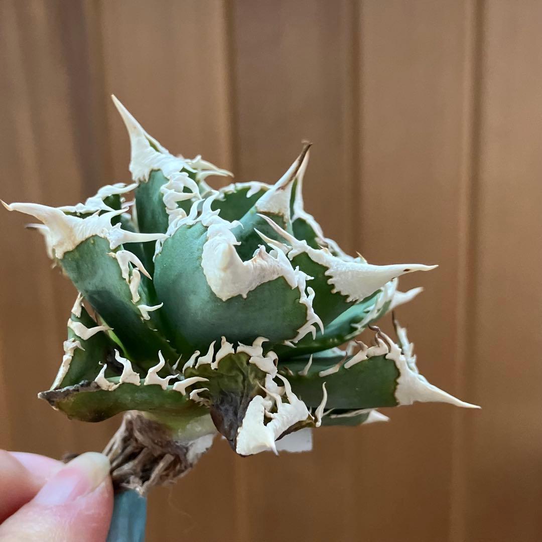 【オークション】13 ラスト1株　優秀　アガべ　白豪刺　白豪棘　TC 訳あり