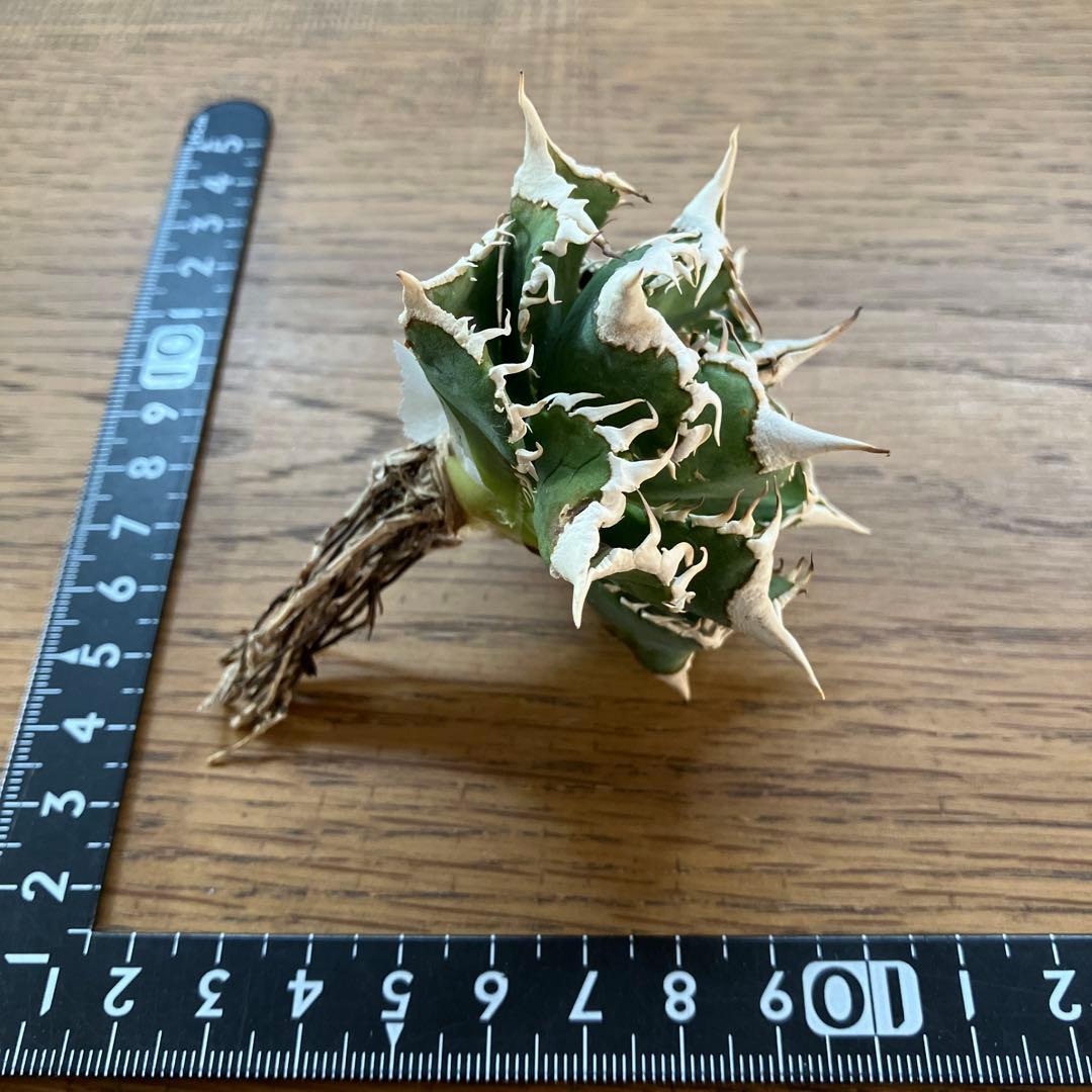 【オークション】13 ラスト1株　優秀　アガべ　白豪刺　白豪棘　TC 訳あり