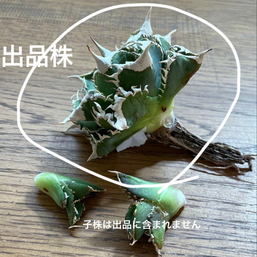 【オークション】13 ラスト1株　優秀　アガべ　白豪刺　白豪棘　TC 訳あり