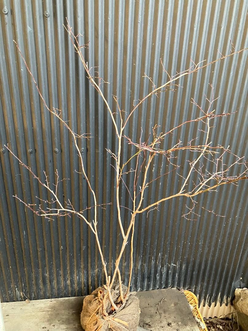 山採り　スノキ