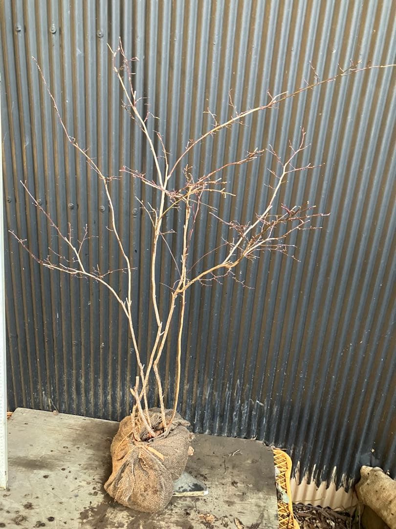 山採り　スノキ