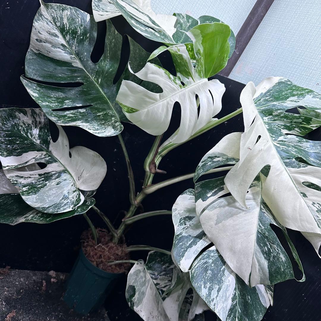 斑入りモンステラ ホワイトタイガー極美大株67cm白斑多