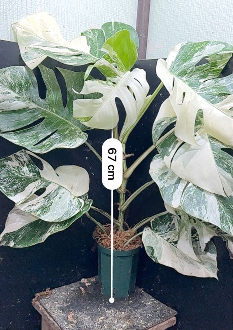 斑入りモンステラ ホワイトタイガー極美大株67cm白斑多