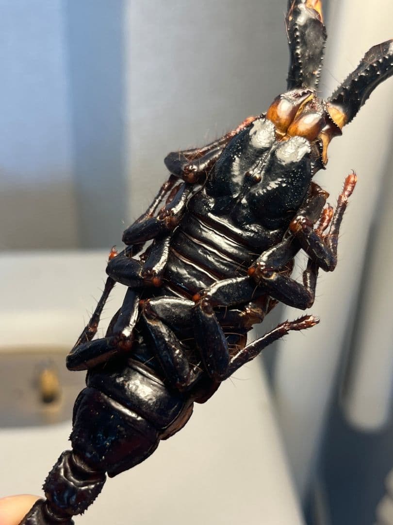 【巨大蠍標本】アジアンフォレストスコーピオン タランチュラ ムカデセンチピードカ