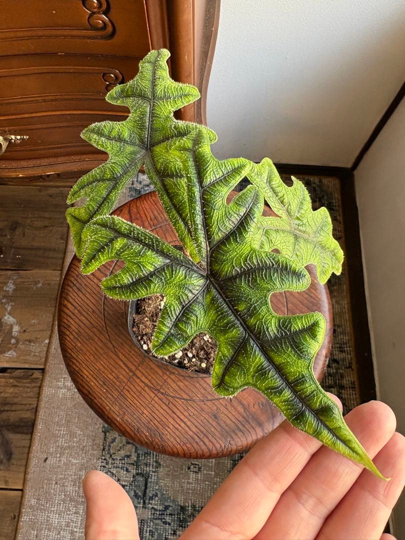 Grace【コメ無/即購入/無言OK】様 3点 おまとめ