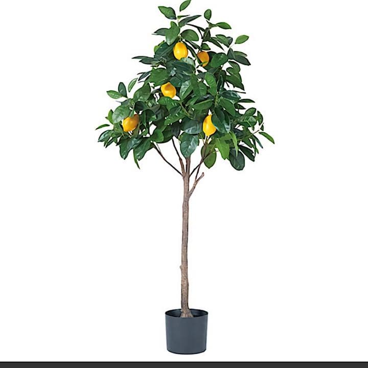 光触媒　人工観葉植物　ウォールグリーン　フェイクグリーン　レモンの木gj