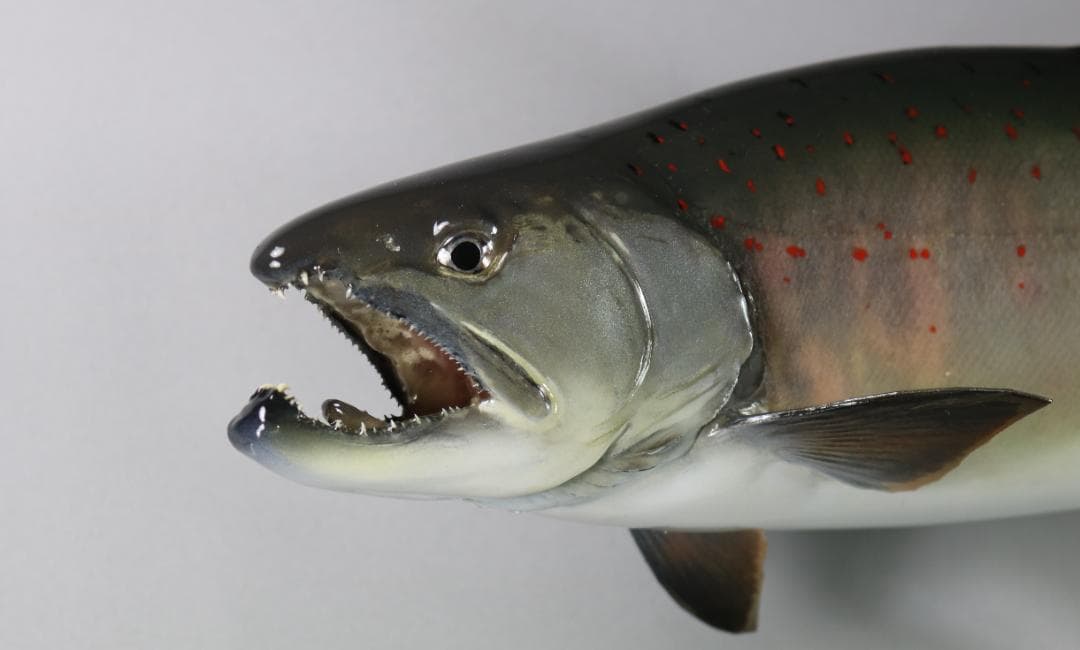 サツキマスの剝製　37ｃｍ　（婚姻色）　銀化アマゴ　魚剥製