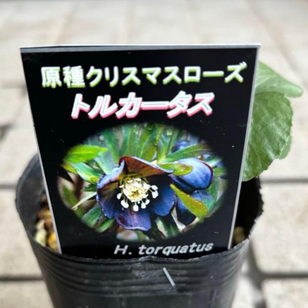 原種クリスマスローズ　クロアチカス　アトロルーベンス　デュメトルム　交配　苗