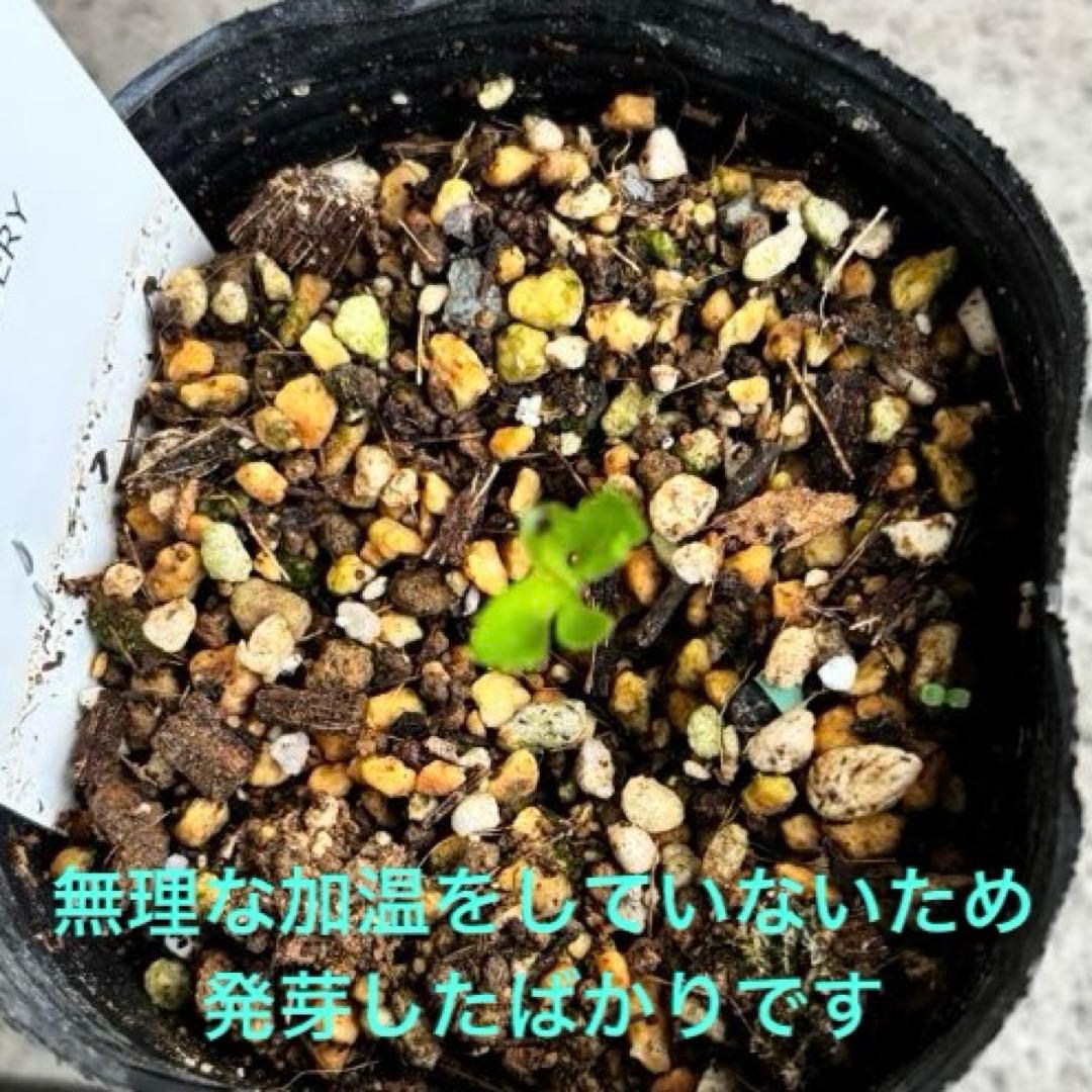 原種クリスマスローズ　クロアチカス　アトロルーベンス　デュメトルム　交配　苗