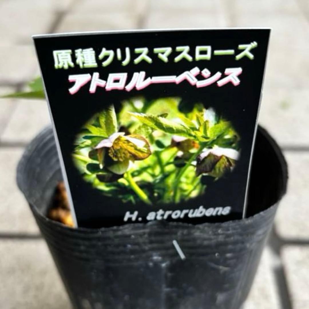 原種クリスマスローズ　クロアチカス　アトロルーベンス　デュメトルム　交配　苗