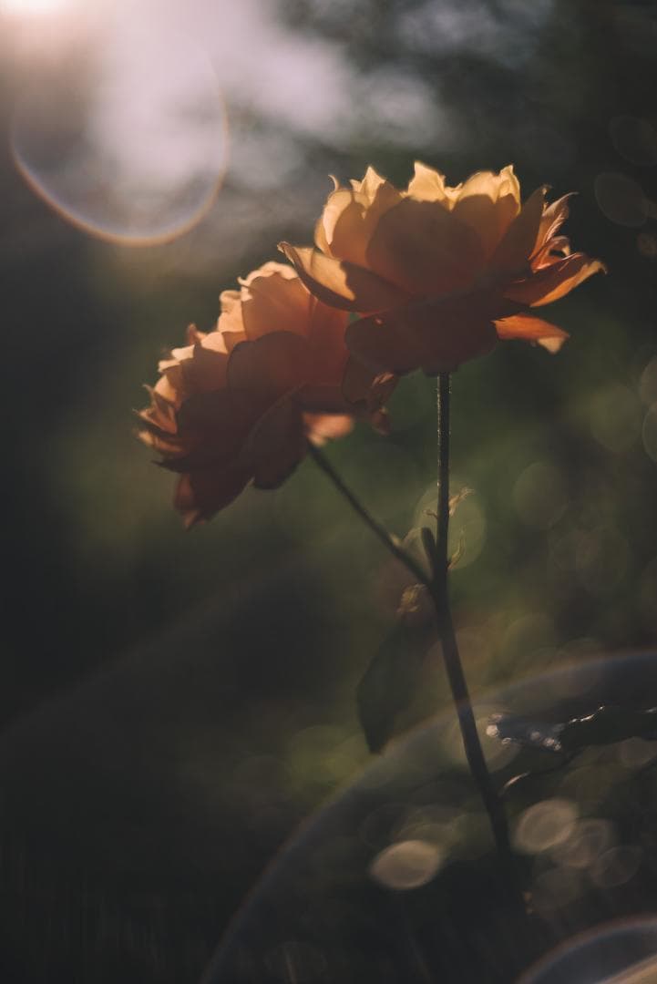 山崎ズマール！Leica Bluecoted Summar 50mm F2