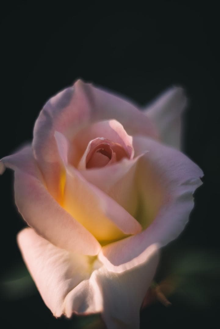 山崎ズマール！Leica Bluecoted Summar 50mm F2