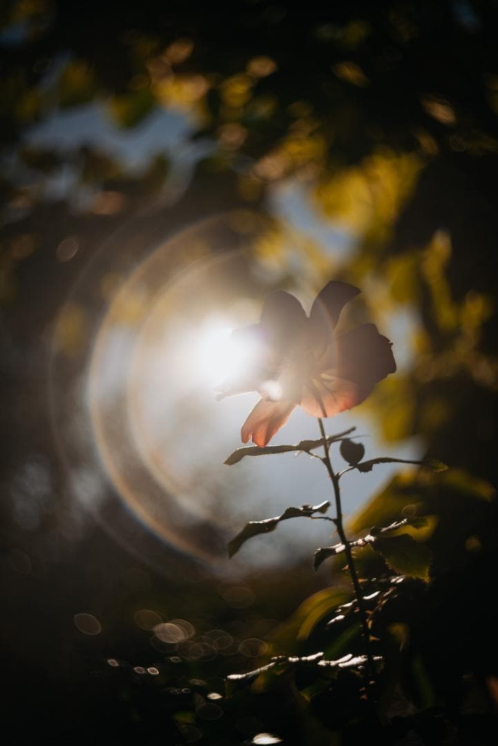 山崎ズマール！Leica Bluecoted Summar 50mm F2