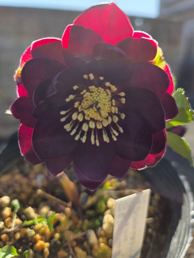 クリスマスローズ　キラメキ