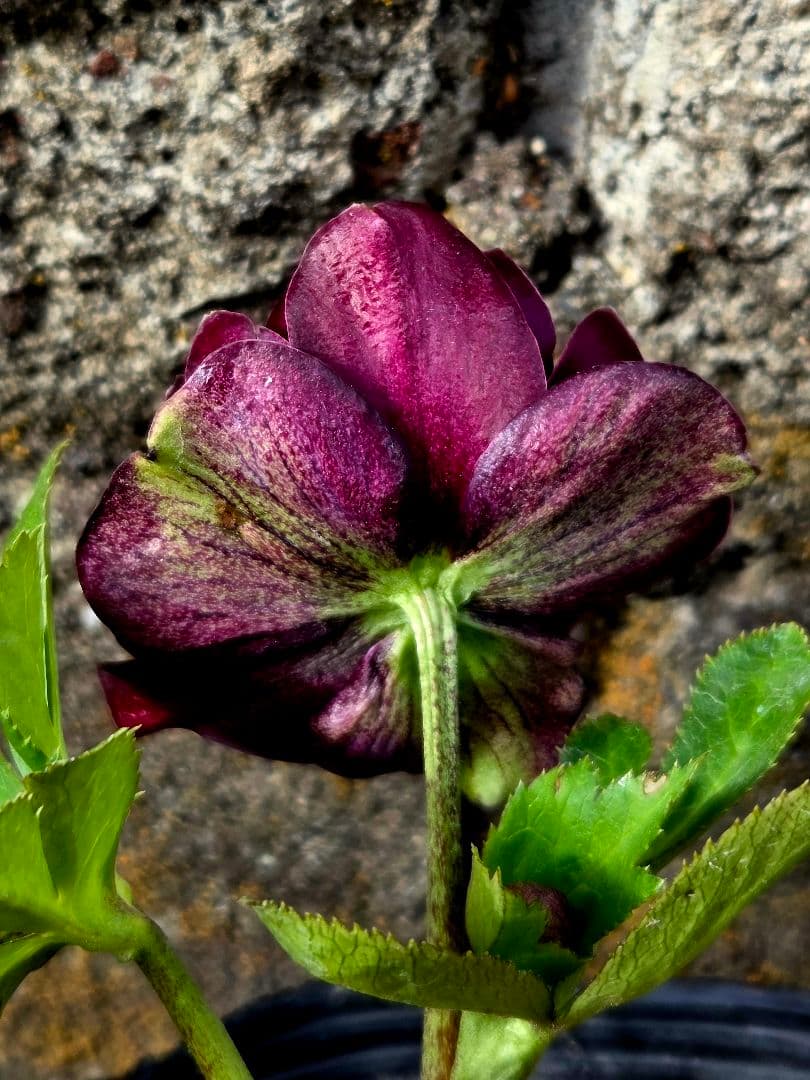 クリスマスローズ　キラメキ