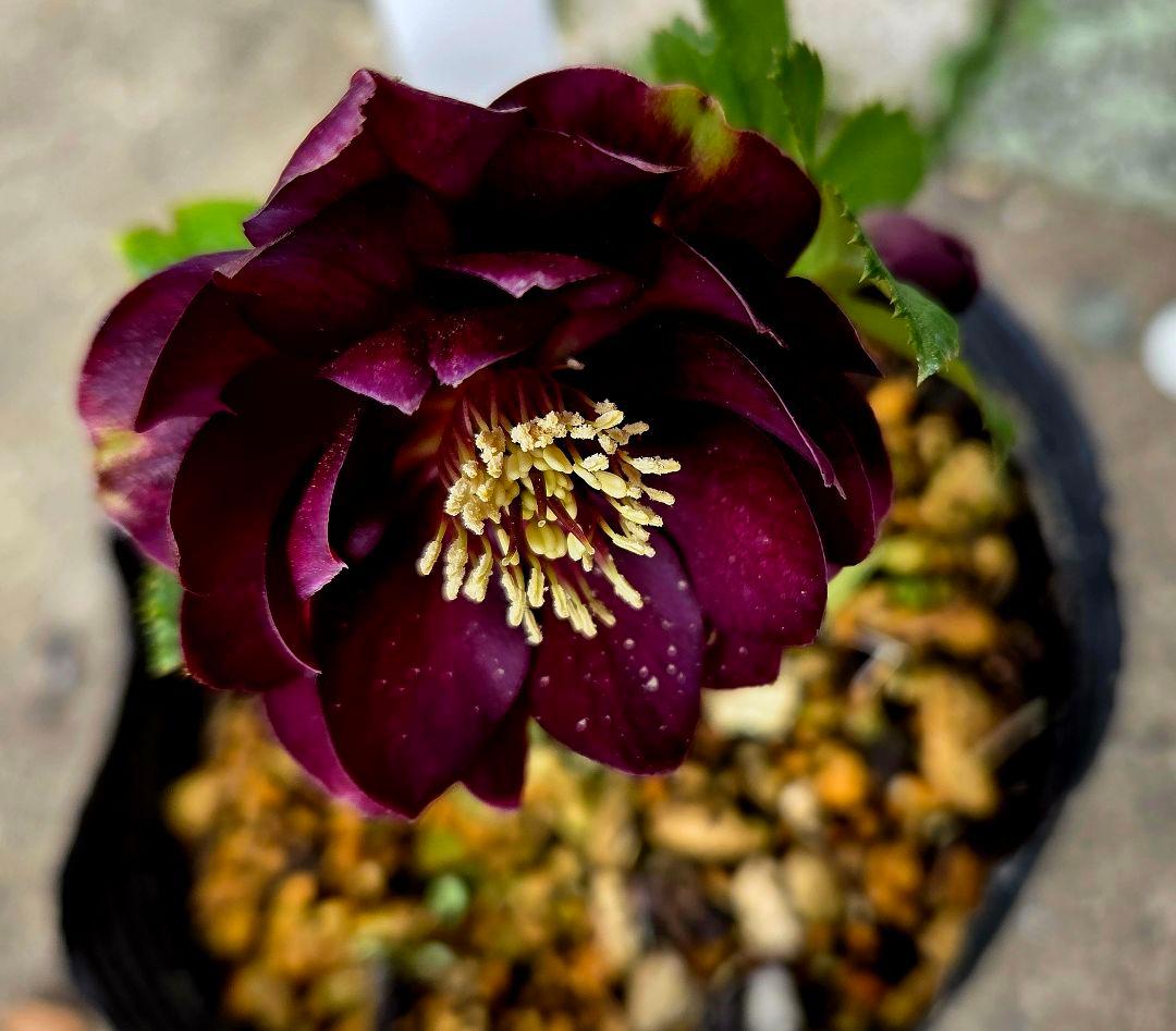 クリスマスローズ　キラメキ