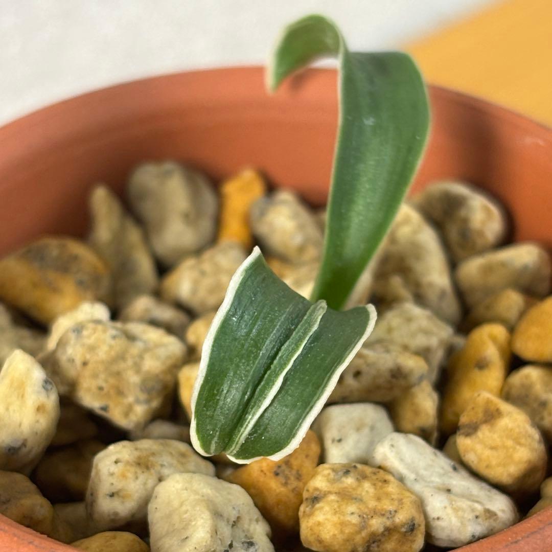 万年青　四君子　割り子　獅子系　最高位貴品