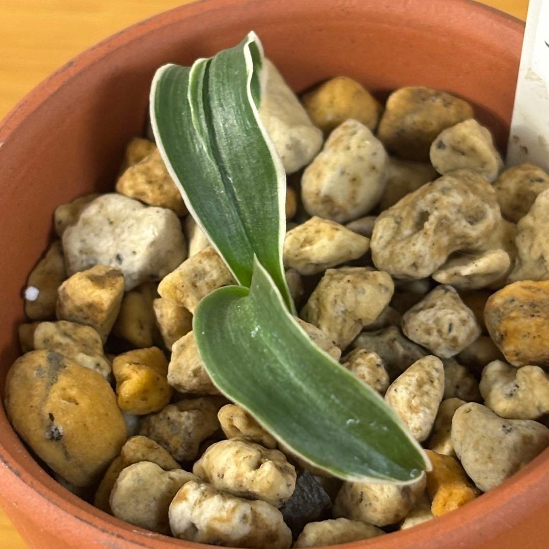 万年青　四君子　割り子　獅子系　最高位貴品