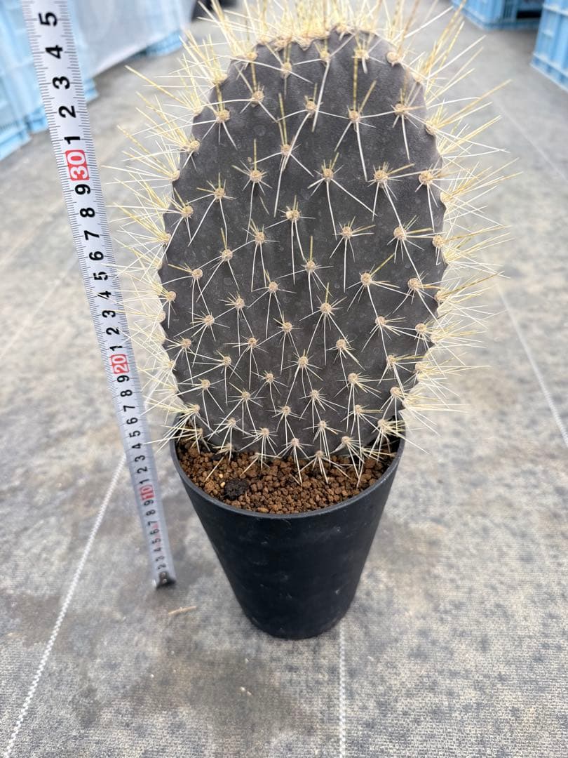 オプンチア　ガラパゴス団扇　サボテン