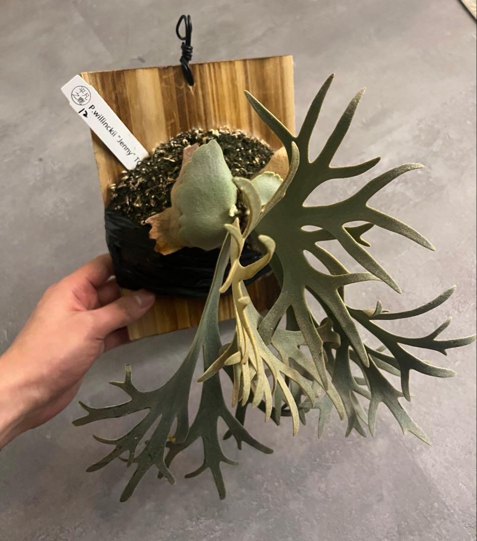 Jenny TC 中株　ビカクシダ　観葉植物